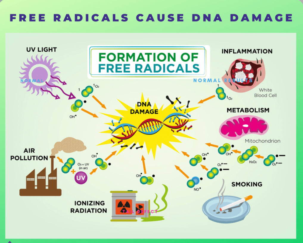 Radical Without Labels Understanding Free Radicals – Vitalmends