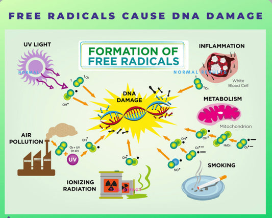 Understanding Free Radicals Vitalmends