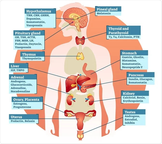 Hormones