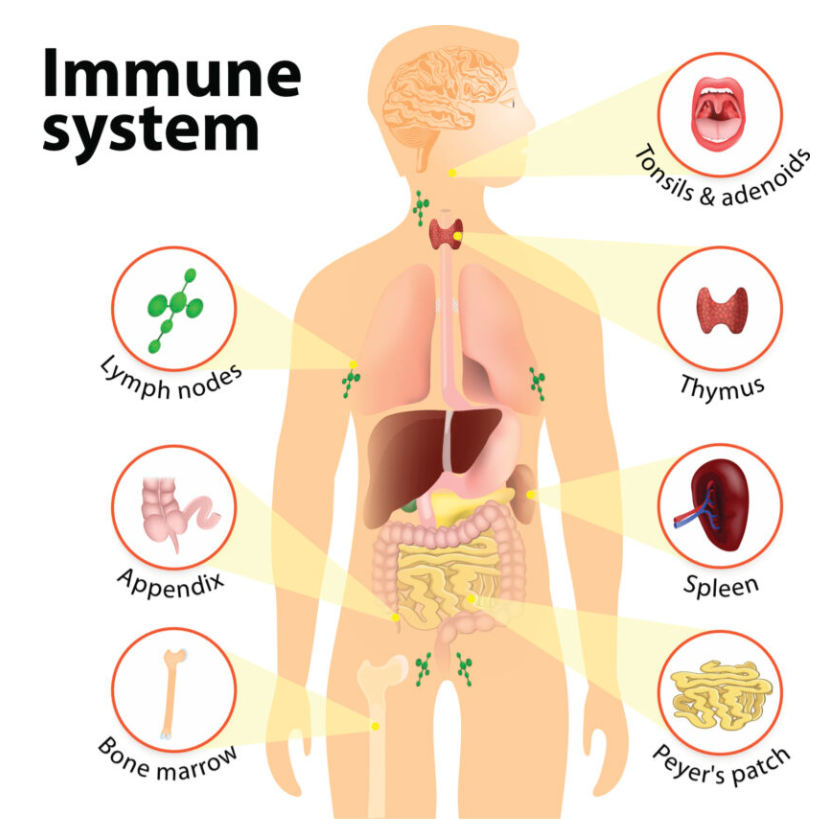 immune support